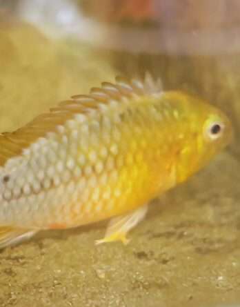 Apistrogramma Borelli Opale Male