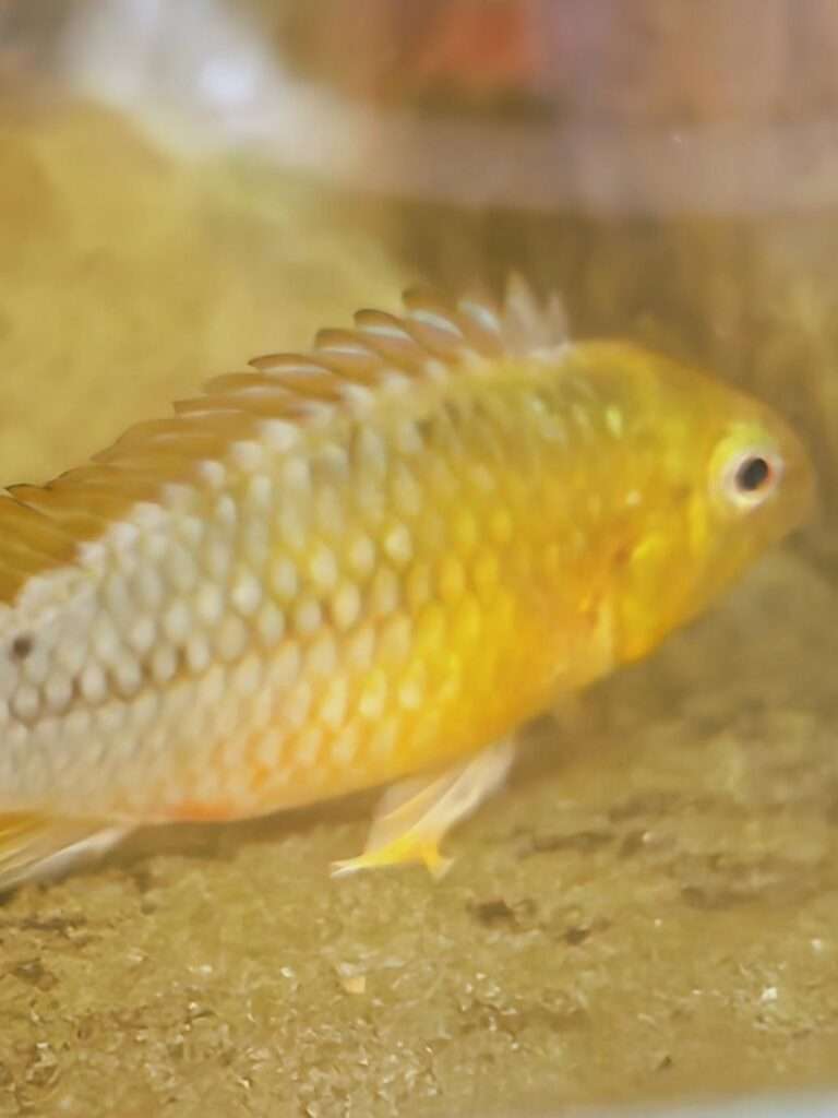 Apistrogramma Borelli Opale Male