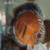 Discus-ica-red-tw-femelle Discus femelle ica red TW