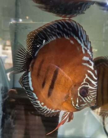 Discus femelle ica red TW