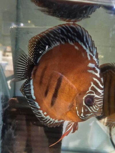 Discus-ica-red-tw-femelle Discus femelle ica red TW