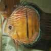 Discus-sauvage-golden-central-bar-Jacarecapá-male Discus sauvage Mâle golden Jacarecapa