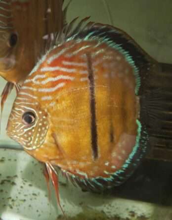 Discus sauvage Mâle golden Jacarecapa