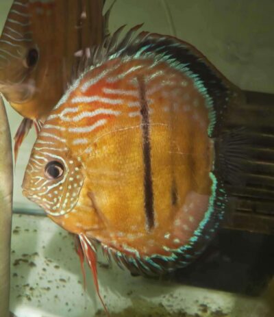 Discus-sauvage-golden-central-bar-Jacarecapá-male Discus sauvage Mâle golden Jacarecapa