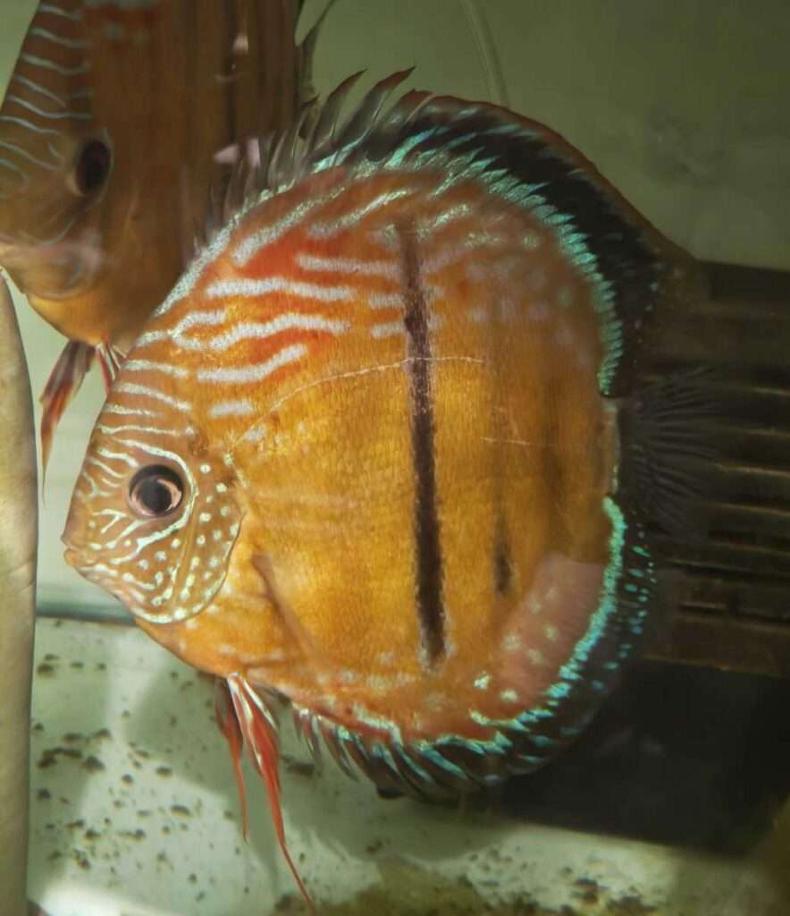 Discus sauvage Mâle golden Jacarecapa