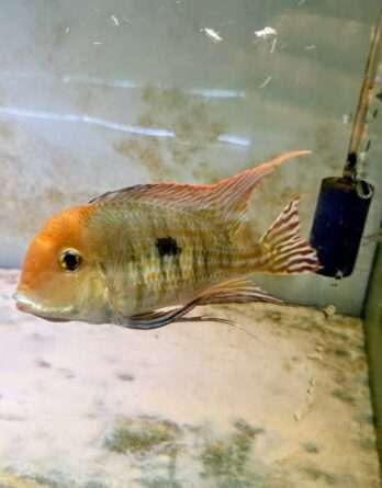 Geophagus Pyrocephalus Red Head
