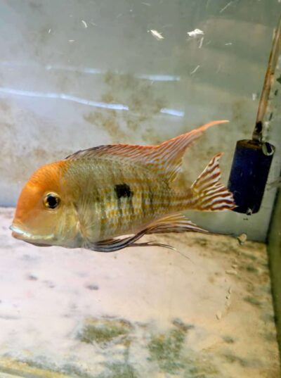 Geophagus Pyrocephalus Red Head