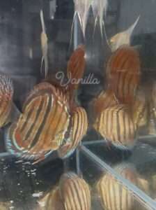 Discus ICA JDL