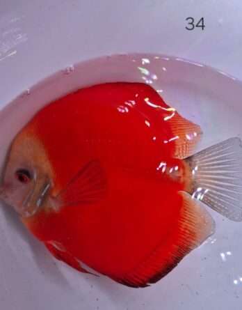 Discus Red Melon femelle N°34 (34   15 17 cm)