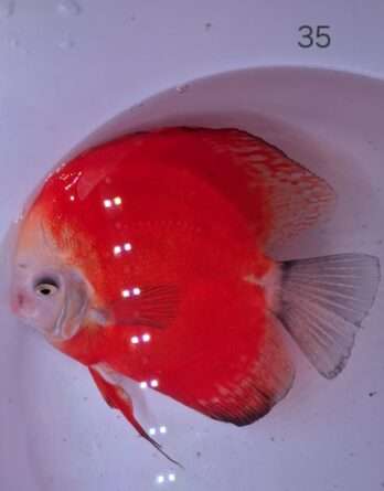 Discus red Melon ♀90% N°35 (35   14 15 cm)