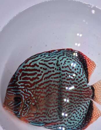 Discus Heckel Cross spots (36   15 17 cm)