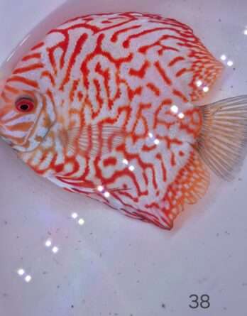 espèce : Symphysodon aequifasciatus ref: D-Selec (38   15 17 cm)