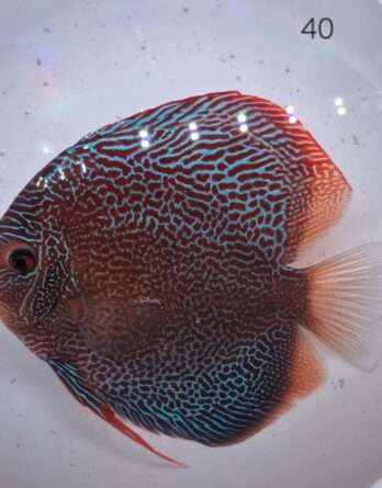 Discus snakeskin éruption N°40 (40   14 15 cm)