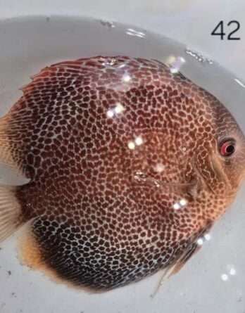Discus snakeskin eruption N°42