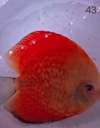 Discus Red melon 90% ♀
