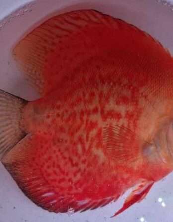 Discus Red Melon N°44