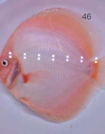 Discus snow N°46