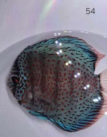 Discus Téfé Léopard N°54