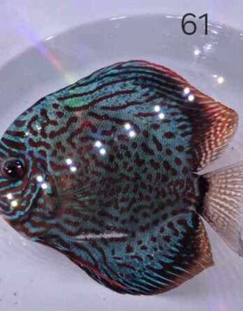 Discus Téfé ♀ N°61