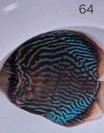 Discus Turquoise N°64
