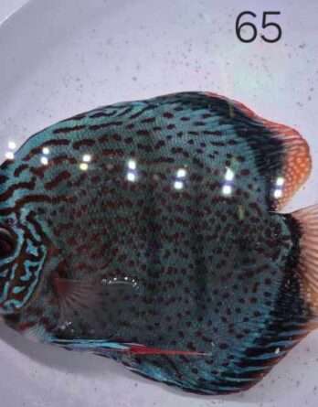 Discus Téfé Léopard N°65