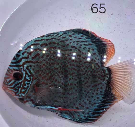 Discus Téfé Léopard N°65