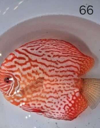 Discus Pigeon strippes N°66