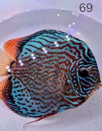 Discus Téfé léopard N°69