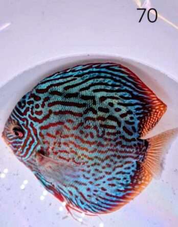 Discus Turquoise N°70