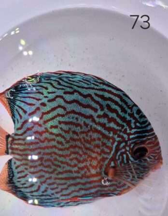 Discus Turquoise N°73