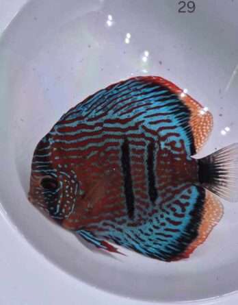 Discus Heckel Cross N°29 (29   15 17 cm)