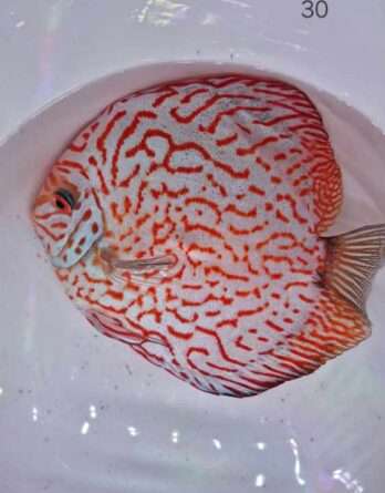 Discus Pigeon Jaguars blood N°30 (30   15 17 cm)