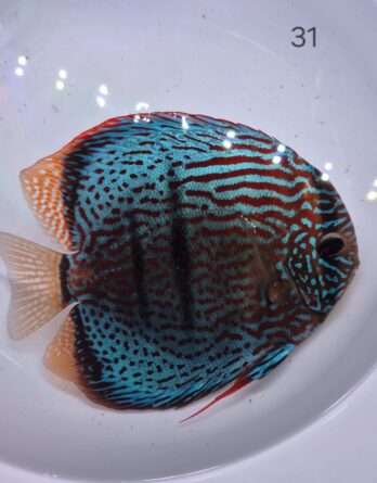 Discus heckel cross N°31 (31   15 17 cm)