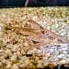 Sturisoma Aureum