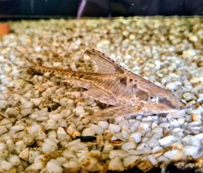 Sturisoma Aureum