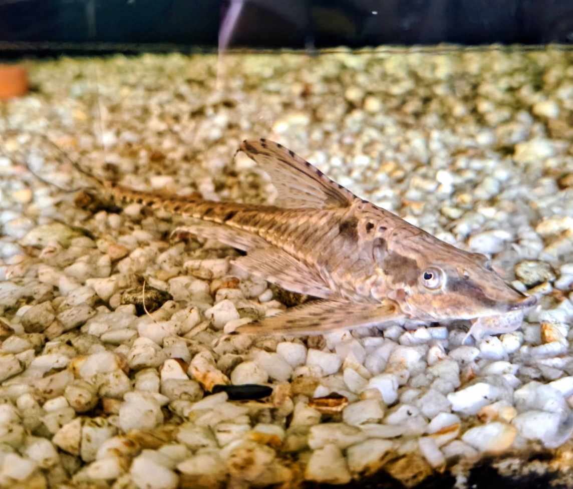 Sturisoma Aureum
