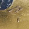 Sturisoma Aureum
