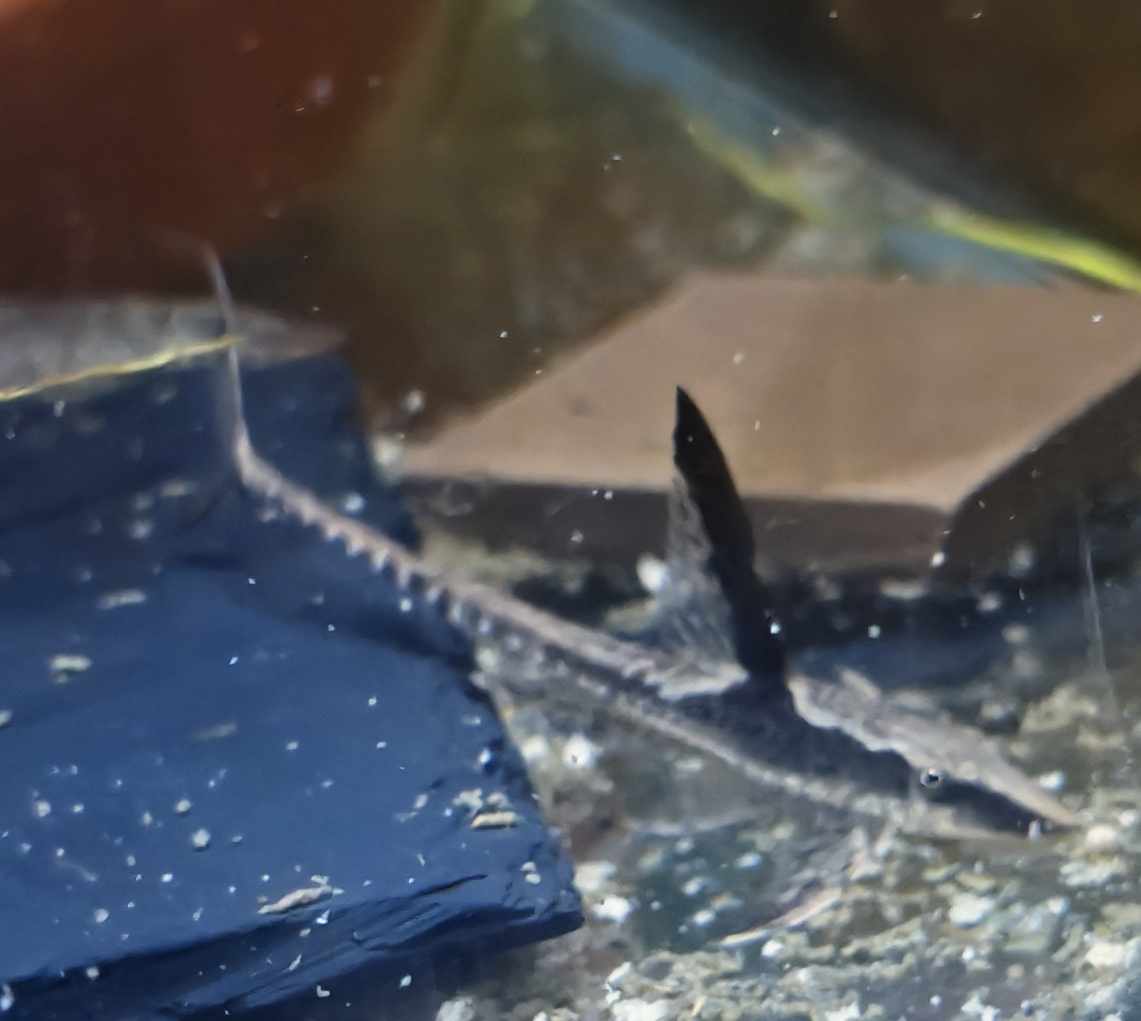 Sturisoma Aureum