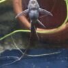 Sturisoma Aureum