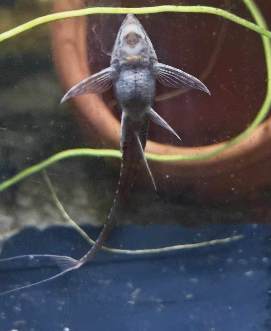 Sturisoma Aureum