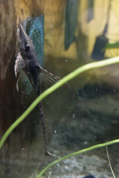 Sturisoma Aureum
