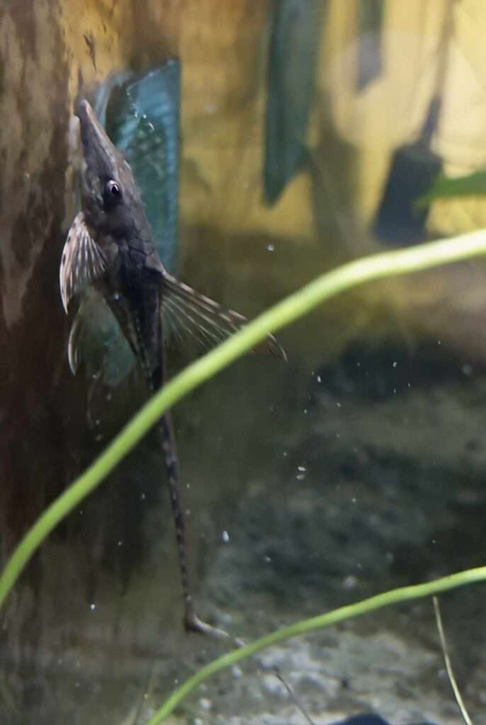 Sturisoma Aureum