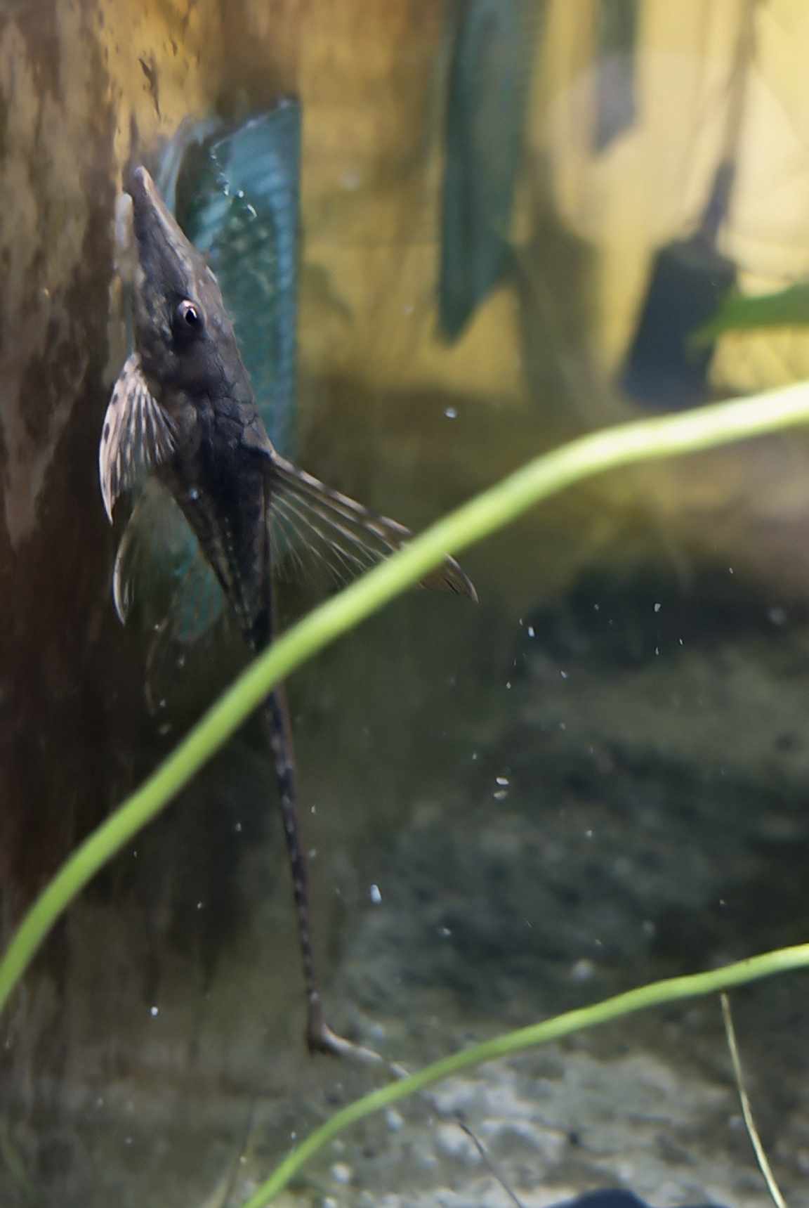 Sturisoma Aureum