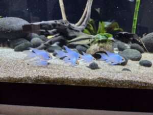 Microgeophagus Ramirezi bleus
