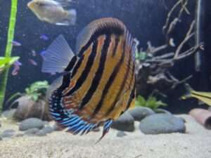 Discus ICA JDL
