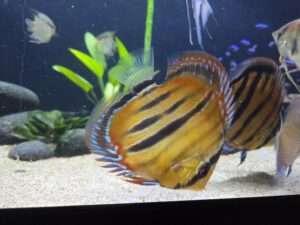 Discus ICA JDL