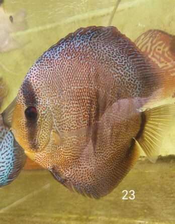 espèce : Symphysodon aequifasciatus ref: D-Selec