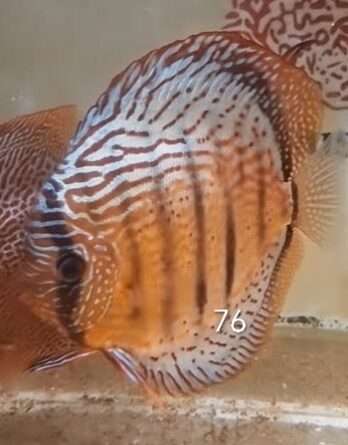 espèce : Symphysodon aequifasciatus ref: D-Selec