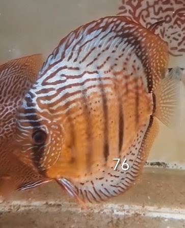 Discus-selection-76