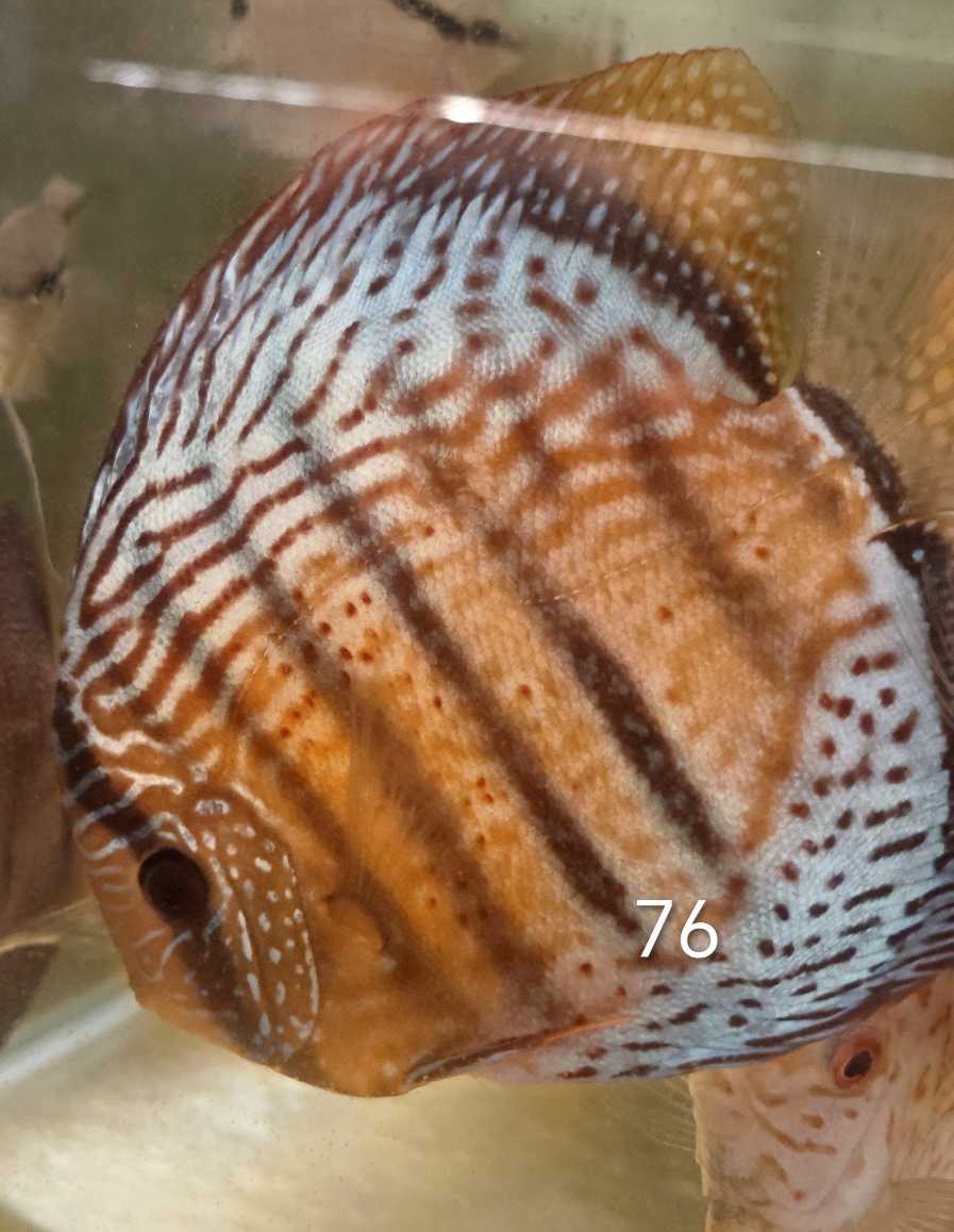 Discus-selection-76